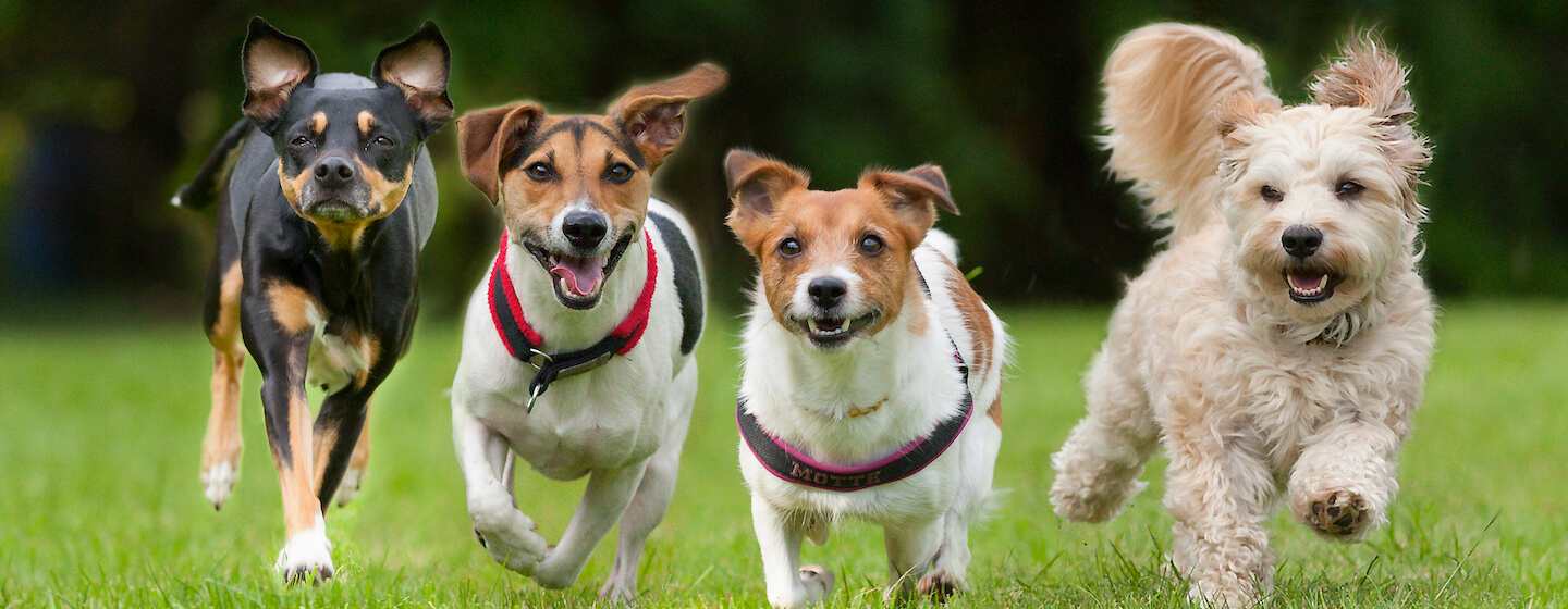 Difference between purebred and clearance pedigree